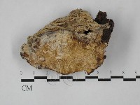 藏品(薄孔菌屬)的圖片