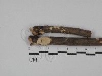 藏品(刺皮菌屬)的圖片