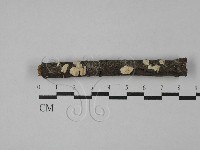 藏品(齒耳菌屬)的圖片