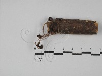 藏品(小菇屬)的圖片