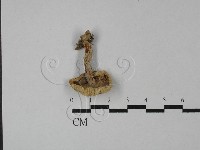 藏品(紅菇屬)的圖片