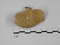 藏品(多孔菌屬)的圖片