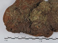 藏品(木層孔菌屬)的圖片