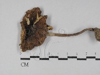 藏品(鵝膏屬)的圖片