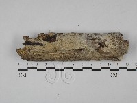 藏品(絲皮菌屬)的圖片