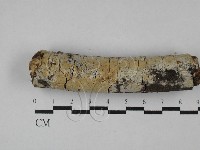 藏品(絲齒菌屬)的圖片