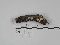 藏品(齒耳菌屬)的圖片