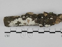 藏品(顯絲菌屬)的圖片