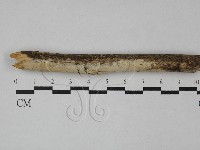 藏品(顯絲菌屬)的圖片