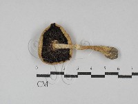 藏品(四孢蘑菇)的圖片