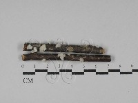 藏品(裂褶菌)的圖片