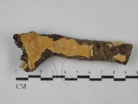 藏品(容氏菌屬)的圖片