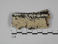 藏品(剛毛絲皮菌)的圖片