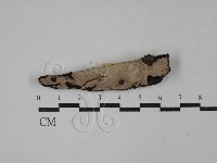 藏品(叉絲革菌屬)的圖片