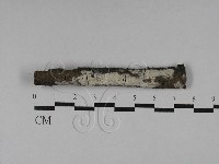 藏品(絲齒菌屬)的圖片