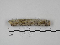 藏品(絲齒菌屬)的圖片