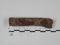 藏品(刺革菌屬)的圖片