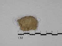 藏品(蠔韌革菌)的圖片