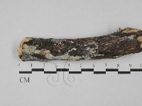 藏品(絲齒菌屬)的圖片