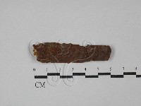 藏品(刺革菌屬)的圖片