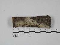 藏品(絲皮菌屬)的圖片