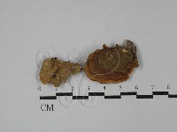 藏品(蠔韌革菌)的圖片