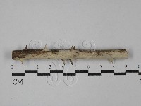 藏品(叉絲革菌屬)的圖片