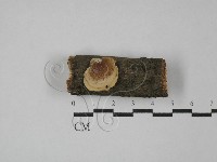 藏品(多孔菌屬)的圖片