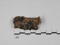 藏品(木層孔菌屬)的圖片