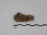 藏品(木層孔菌屬)的圖片