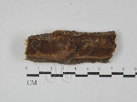 藏品(木層孔菌屬)的圖片