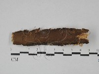 藏品(木層孔菌屬)的圖片