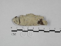 藏品(顯絲菌屬)的圖片