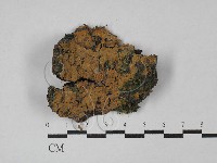 藏品(射脈菌屬)的圖片