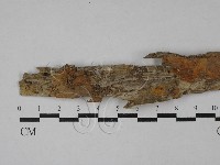 藏品(射脈菌屬)的圖片