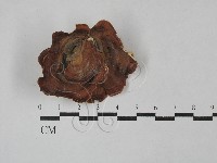 藏品(相鄰小孔菌)的圖片