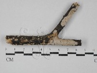 藏品(刺皮菌屬)的圖片