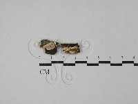 藏品()的圖片