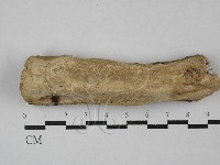 藏品(多年臥孔菌屬)的圖片