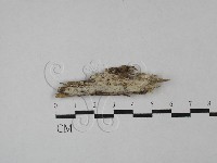 藏品(絲齒菌屬)的圖片