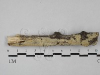 藏品(絲齒菌屬)的圖片