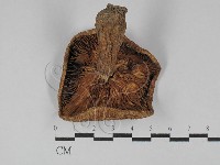 藏品(紅菇屬)的圖片