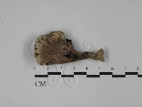 藏品(棕色革菌)的圖片