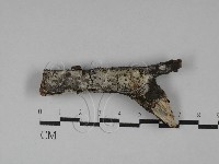 藏品(刺皮菌屬)的圖片