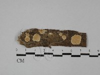 藏品(齒耳菌屬)的圖片