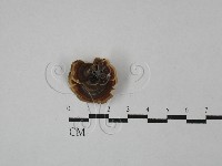 藏品(小孔菌屬)的圖片