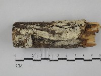 藏品(絲齒菌屬)的圖片