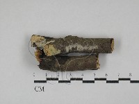 藏品(剛毛絲皮菌)的圖片