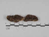 藏品(射脈菌屬)的圖片