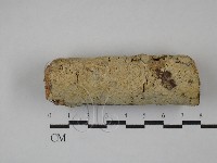 藏品(絲齒菌屬)的圖片